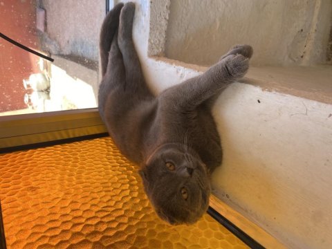 Mavi gözlü british longhair point yavrular