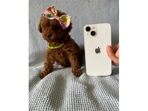 Tüy dökmez koku yapmaz toy poodle yavrularım