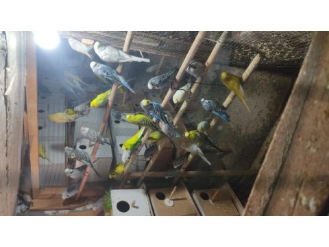 Jumbo muhabbet kuşu ağaçlarıma ait yavrular