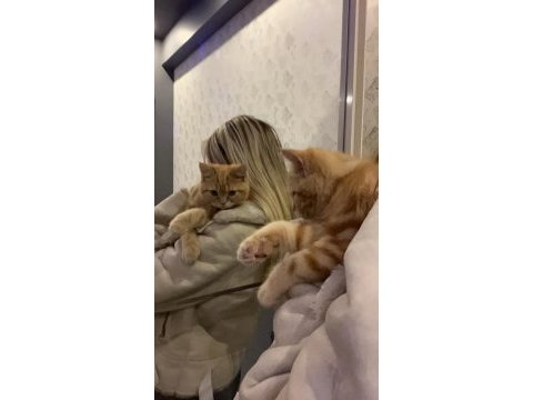 İran/british shorthair melezi bebek erkek