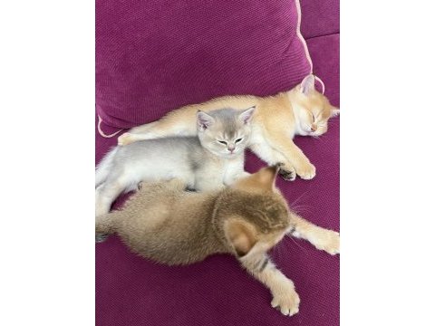 Minik british shorthair yavrularım sahiplendirilecektir