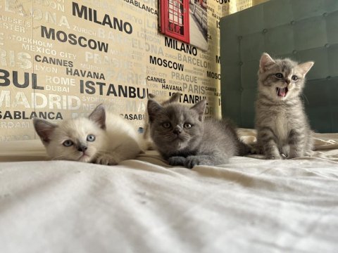 Gerçek ayı surat güzel kediler