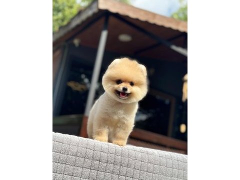 Sağlık ve ırk garantili pomeranian nadir renk