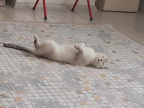 Beyaz mavi gözlü scottish fold