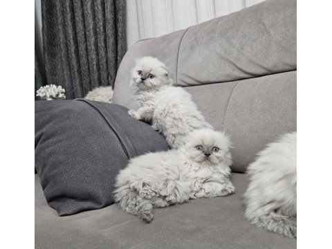 Üst kalitede scottish fold longhair kalıcı mavi gözlü