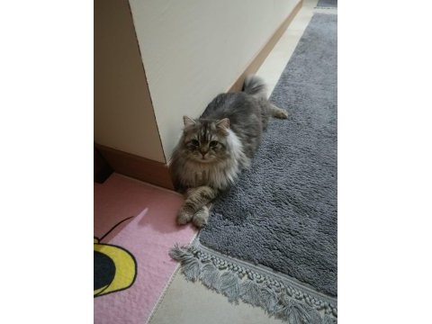 Chinchilla kedimiz ücretsiz sahiplendirilecek
