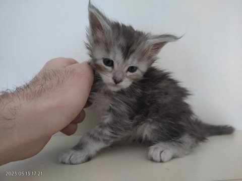 Maine coon yavrularımız