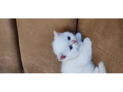 British shorthair yavruları