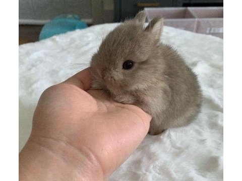 Renkli hollanda lop ve cüce tavşan yavru küçük beyaz