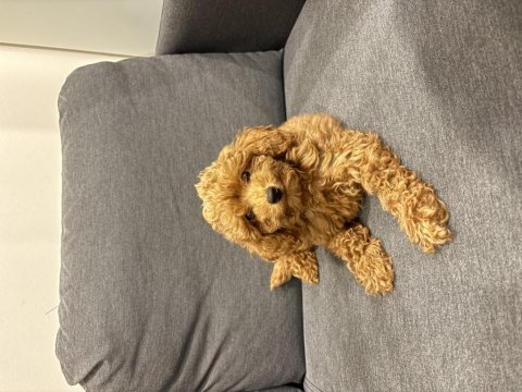 Acil yuva arıyoruz köpeğimize