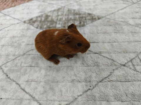 Ginepig yavrumuz