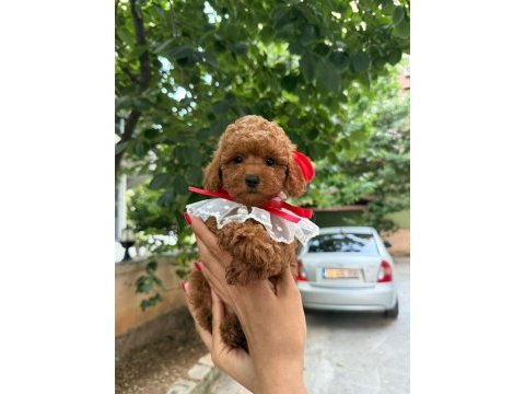 Toy poodle 2-3 aylık yavrular