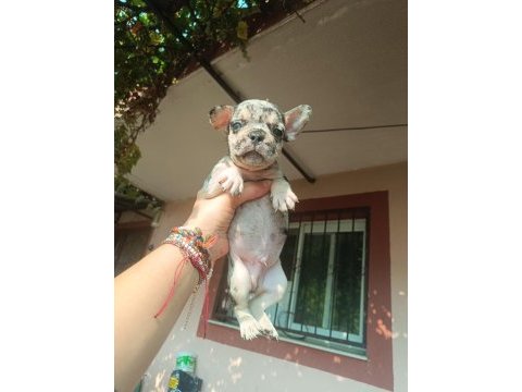 Sevimli french bulldog yavrular