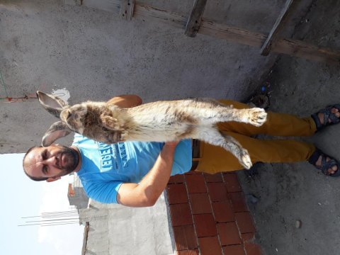 Velikan tavşan