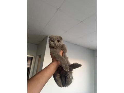 4 aylık scottish fold erkek kedimiz