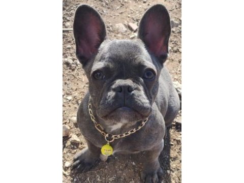 Blue brindle french bulldog