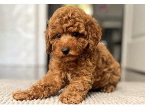Toy poodle köpekler
