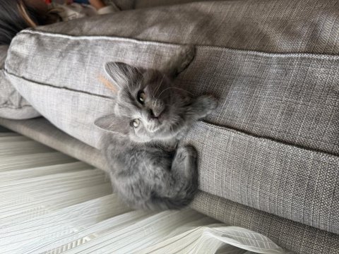 Mama karşılığı british shorthair sahiplendirme