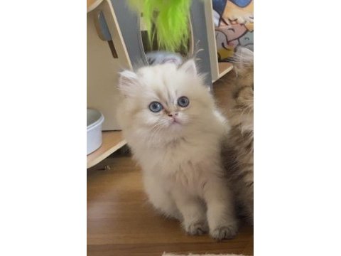 Golden point british longhair erkek