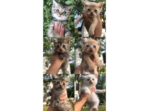 British shorthair yavrularım 2 aylıklar