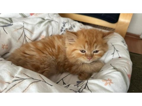 Dişi chinchilla yavrumuza yuva arıyoruz