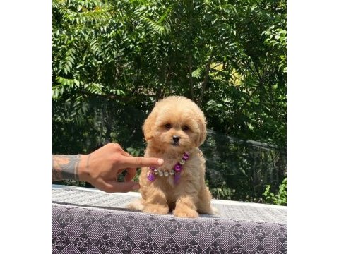 Maltipoo cinsi yavrular dişi erkek mevcuttur
