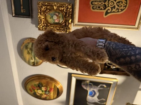 Orjinal toy poodle ırk garantili