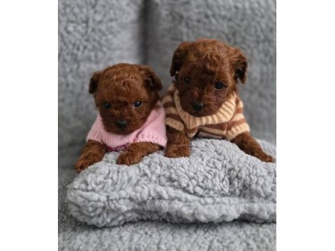 Toy poodle minik yavrularımız