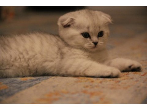 Tatlı scottish fold yavruyu sahiplendiriyorum