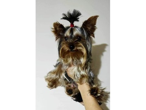 Dişi teacup yorkshire terrier