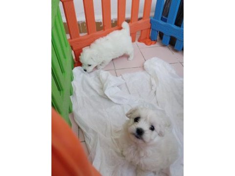 Aşılı maltese terrierler