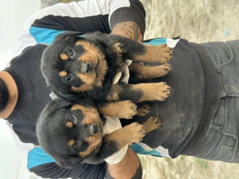 Hayalinizdeki rottweiler yavrusu sizi bekliyor