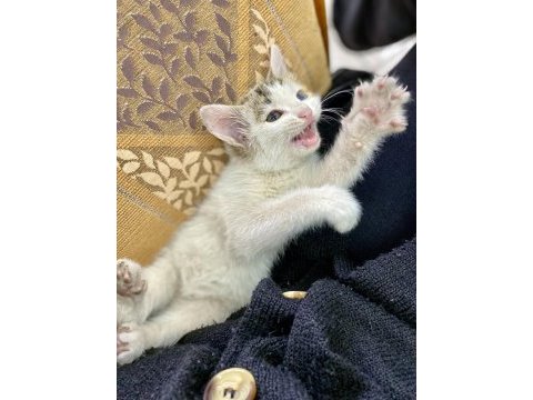Bebek ankara kedisi kırması 2 aylık çok güzel