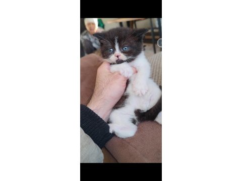 British shorthair çikolata bicolor
