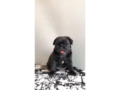 Pug yavrularımız yeni ailesini bekliyor