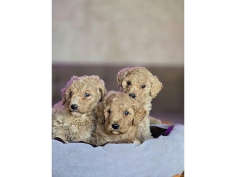 Standart poodle yavrular