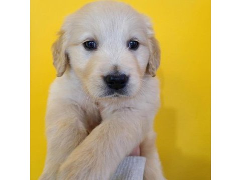 Golden retriever yavruları