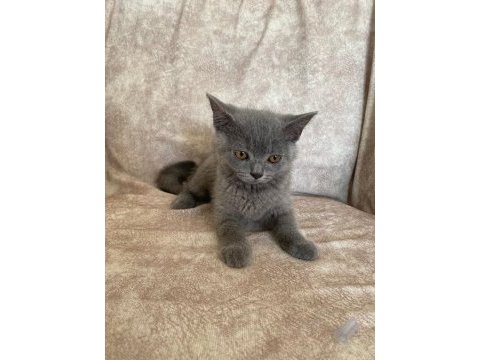 Kür rengi asil bebek british shorthair
