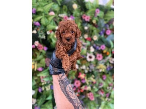 Efsane poodle yavrularımız hazır
