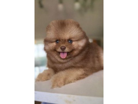 Dişi mavi göz teddy bear garantili yavru pomeranian