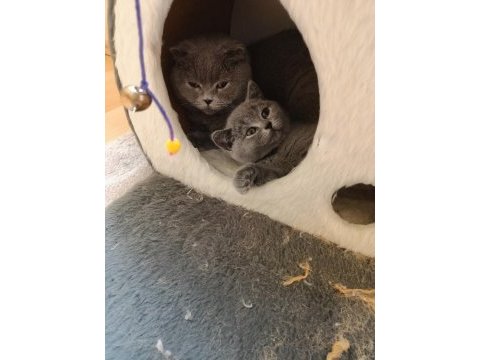 Gayet sağlıklı oyuncu kedilerim scottish fold