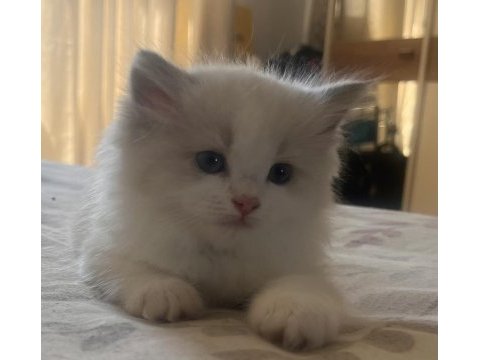 Safkan ragdoll yavrular