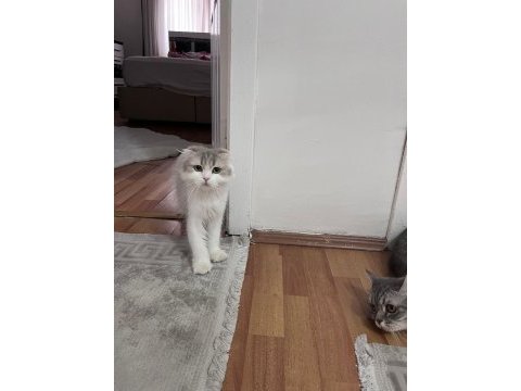1 ve 2 yaşında dişi kedilerimiz sahiplendirilecektir