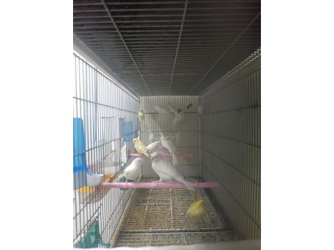 Kanaryalar topluda verebilirim