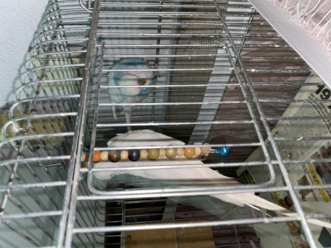 Jumbo takım ve yavru muhabbet kuşu