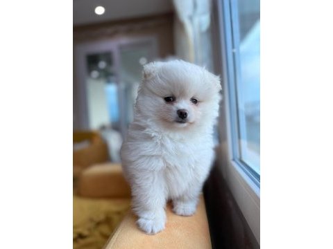 Ayı surat pomeranian boo