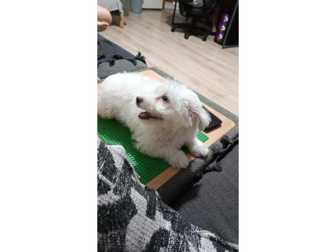 3 aylık maltese köpeğimi sahiplendirmek istiyorum