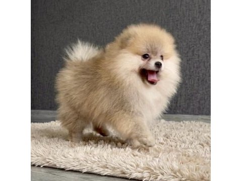 Pomeranıan boo orange erkek