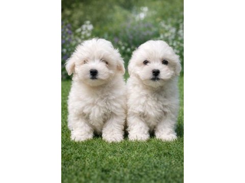 A kalite gerçek maltese terrier köpekler
