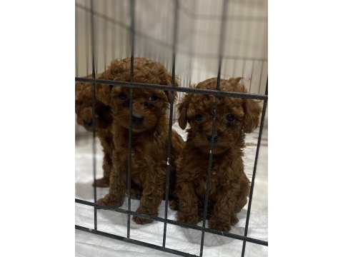Kore red brown toy poodle kardeşler